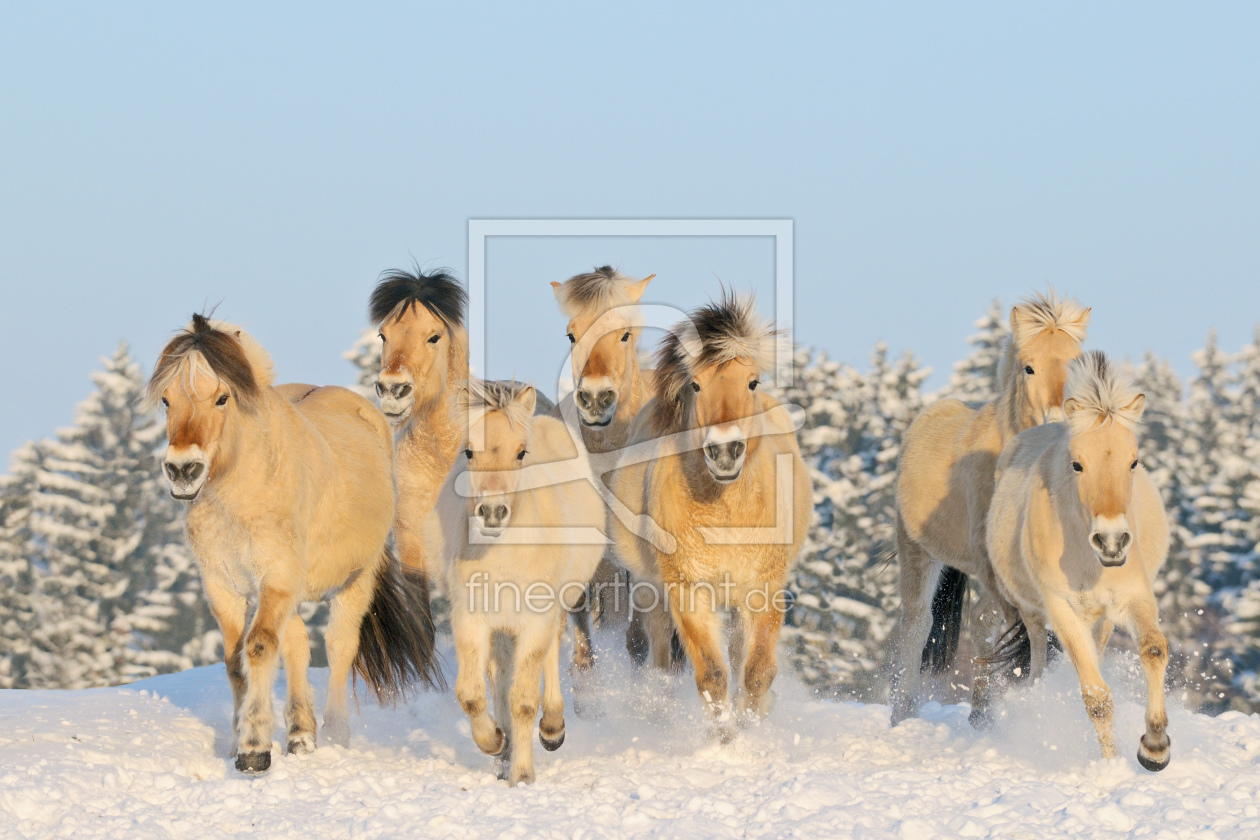 Bild-Nr.: 10308273 Herde Fjordpferde im Schnee erstellt von Manfred Grebler