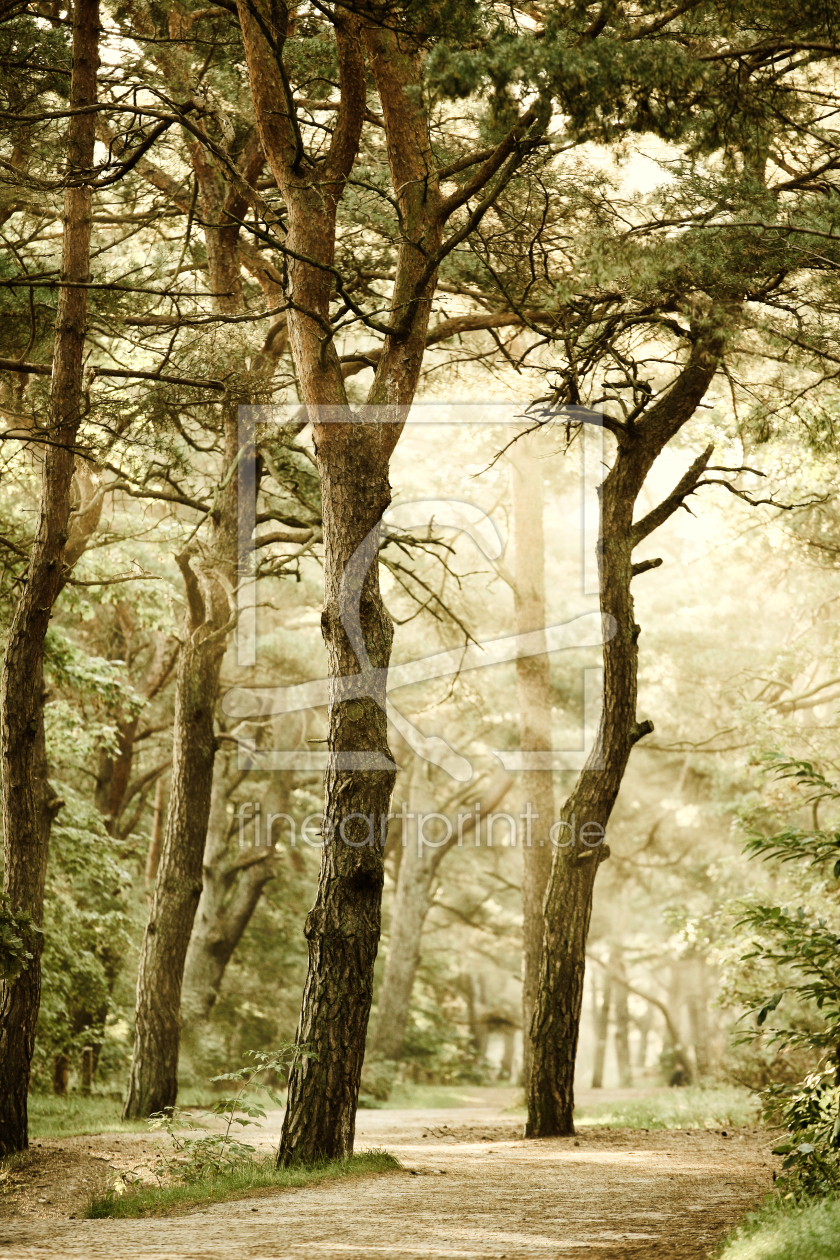 Bild-Nr.: 10417003 Wald erstellt von Jana Behr