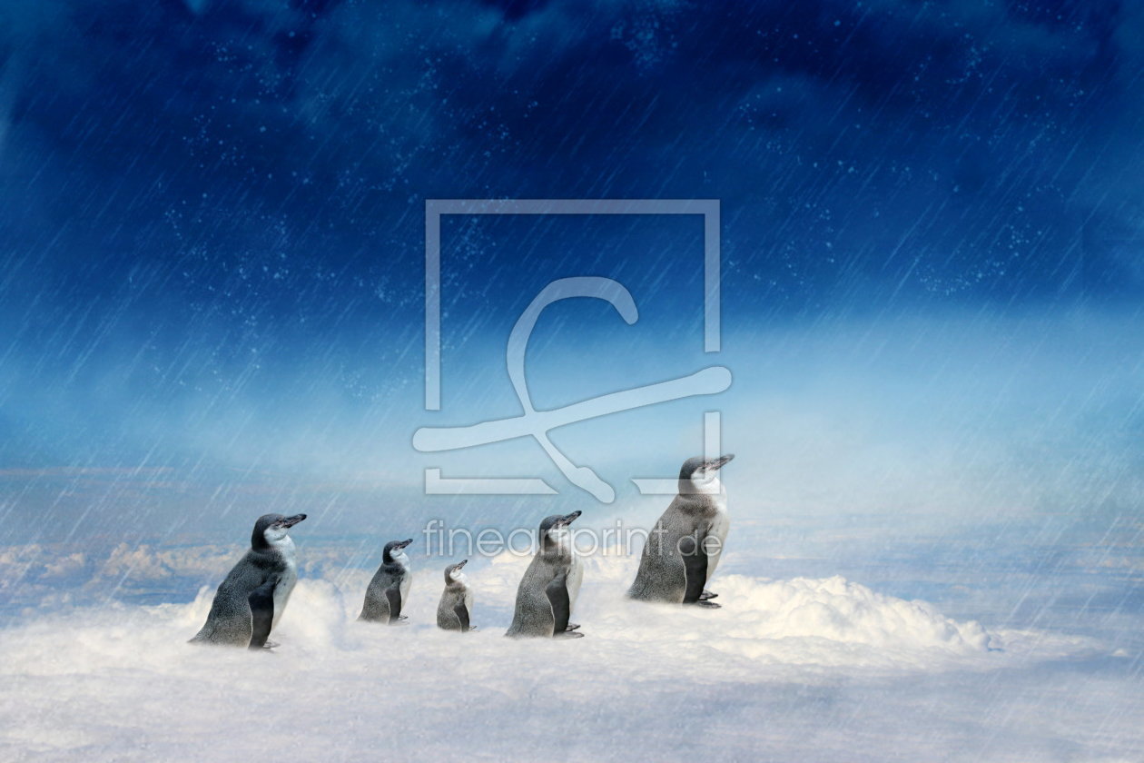 Bild-Nr.: 10642214 Pinguinfamilie unterwegs erstellt von Heike  Hultsch
