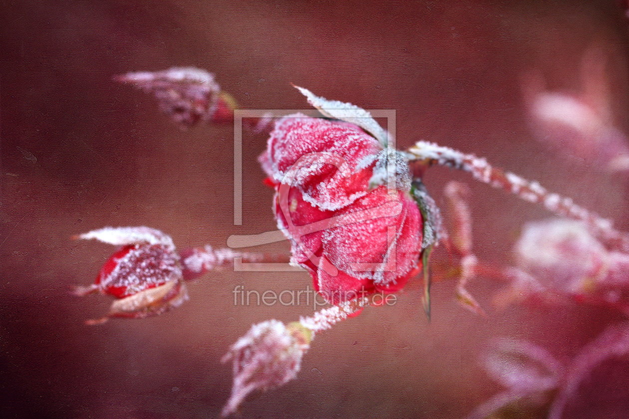 Bild-Nr.: 10765305 Eisiger Rosengruß erstellt von Heike  Hultsch
