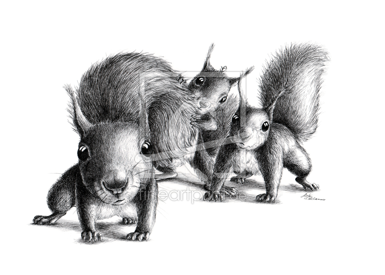 Bild-Nr.: 10914501 Neugierige Eichhörnchen erstellt von StefanKahlhammer