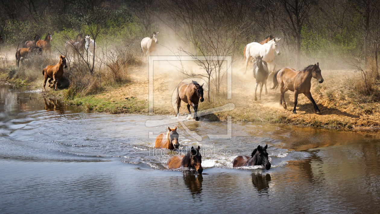 Bild-Nr.: 11677792 Pferde im Wasser erstellt von Steff1911