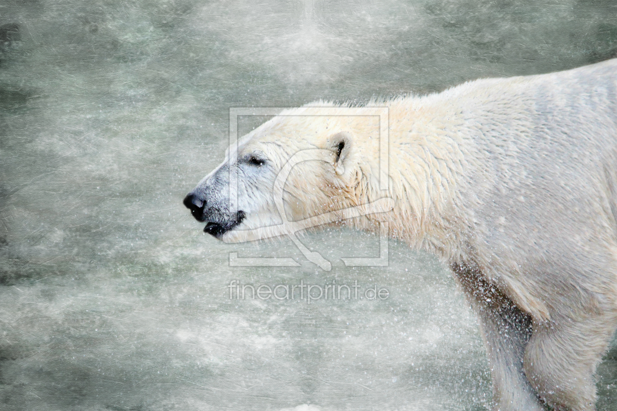 Bild-Nr.: 11776564 Polarbär erstellt von Heike  Hultsch