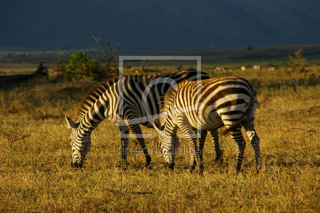 Bild-Nr.: 9482436 Zebra in Abendstimmung erstellt von bookkeeper