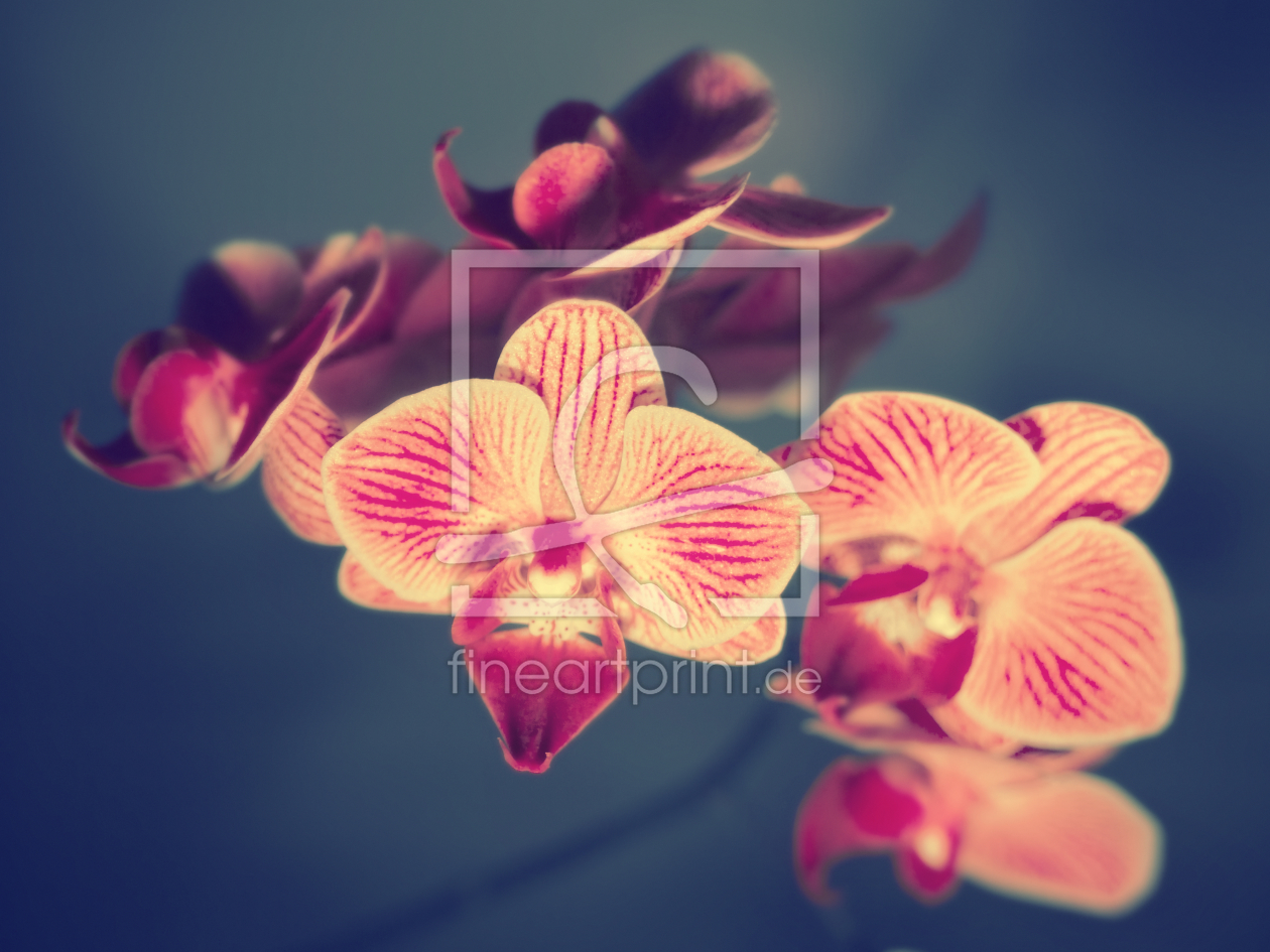 Bild-Nr.: 9865830 Die Eleganz der Orchideen | 04 erstellt von Frank Wächter