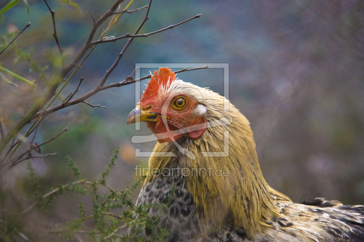 Bild-Nr.: 9926036 nur ein Huhn erstellt von ipahit