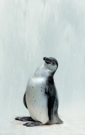 Pinguin - Vogelpark Marlow - /10669746