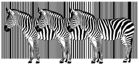 Zebra Barcode Dreier /10775277