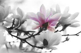Magnolien Blüten Zeit/11195008