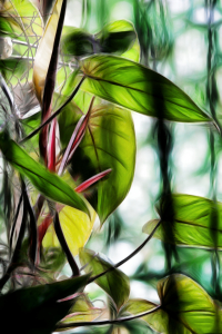 Bild-Nr: 9627154 Rainforest - 3 Erstellt von: Galerie-Fotoeffekt