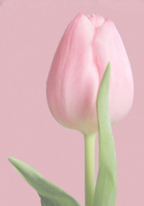 Bild-Nr: 9937475 tulipan rosado Erstellt von: Artservicezahel