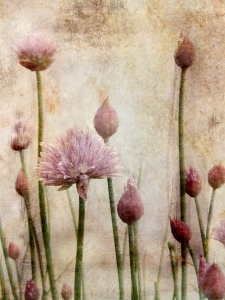 Bild-Nr: 10096616  Allium schoenoprasum Erstellt von: ClaudiaG