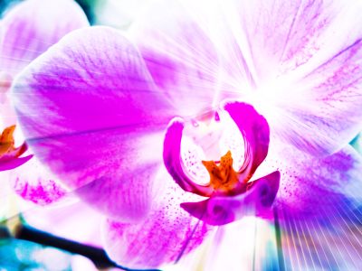 Bild-Nr: 10294083 Orchidee Erstellt von: Galerie-Fotoeffekt