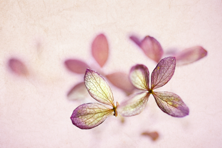 Bild-Nr: 10306211 small blossoms Erstellt von: bilderwerk