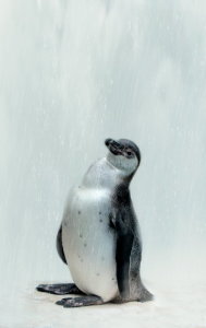 Bild-Nr: 10669746 Pinguin - Vogelpark Marlow -  Erstellt von: Heike  Hultsch