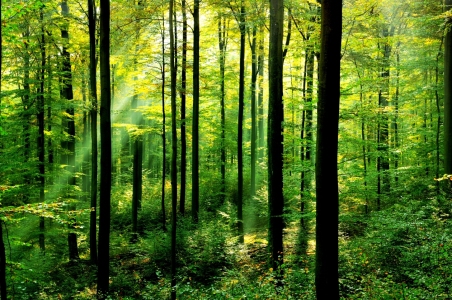 Bild-Nr: 10697077 Frühlingswald mit Sonnenstrahlen Erstellt von: spima