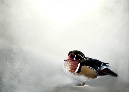 Bild-Nr: 10782711 Ente im Schnee Erstellt von: Heike  Hultsch