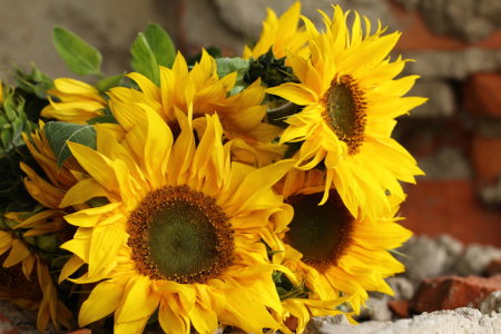 Bild-Nr: 11042905 Sonnenblumenstillleben Erstellt von: Heike  Hultsch