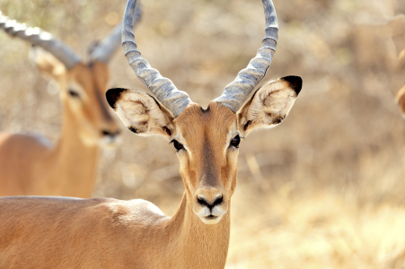 Bild-Nr: 11204382 Gesicht einer Impala Antilope Erstellt von: KundenNr-160338