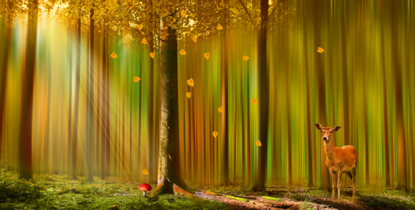 Bild-Nr: 11359456  Ein Reh im Herbstwald  Erstellt von: Mausopardia