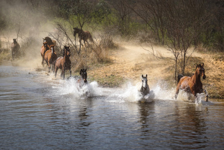 Bild-Nr: 11668148 Wildpferde im Wasser Erstellt von: Steff1911