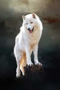 Bild-Nr: 11919903 Arctic wolf Erstellt von: Simone Gatterwe