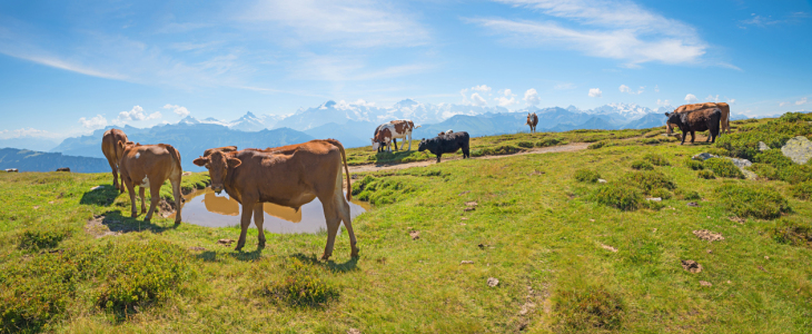 Bild-Nr: 12759265 Kühe im Berner Oberland Erstellt von: SusaZoom
