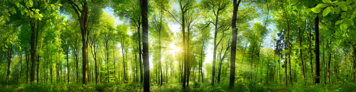 Bild-Nr: 12821485 Extra breites Waldpanorama mit Sonnenstrahlen Erstellt von: Smileus