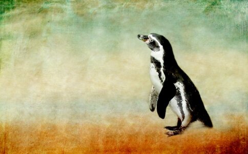 Bild-Nr: 10821389 Neugieriger Pinguin -2 - Erstellt von: Heike  Hultsch